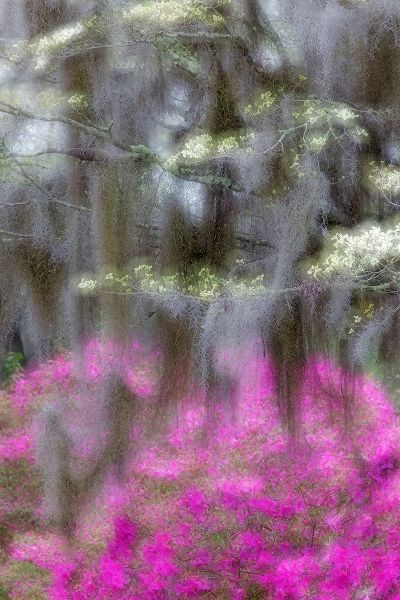 Jones, Adam 아티스트의 Soft focus view of flowering dogwood trees and azaleas in full bloom in spring-Bonaventure Cemetery작품입니다.
